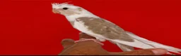 Cockatiels birds for sale: Super silly hand tamed baby cockatiels  - Advert 4