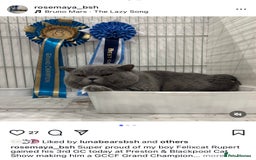 British Shorthair cats for sale: British short hair kittens for sale  - Image 9
