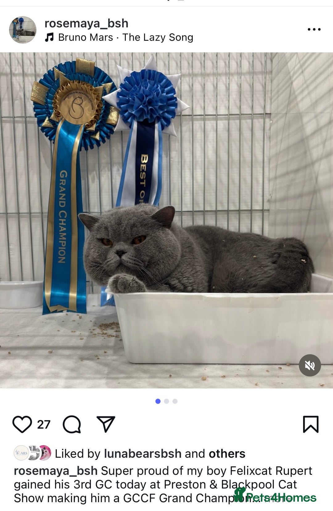 British Shorthair cats for sale: British short hair kittens for sale  - Image 9