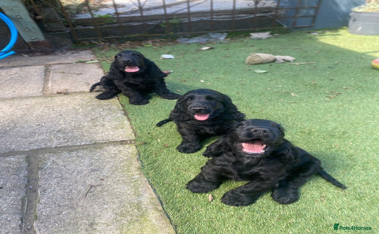 Cocker Spaniel dogs - Advert 6