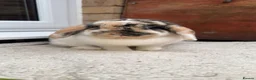 Mini Lop rabbits for sale: Mini lop doe  - Advert 2