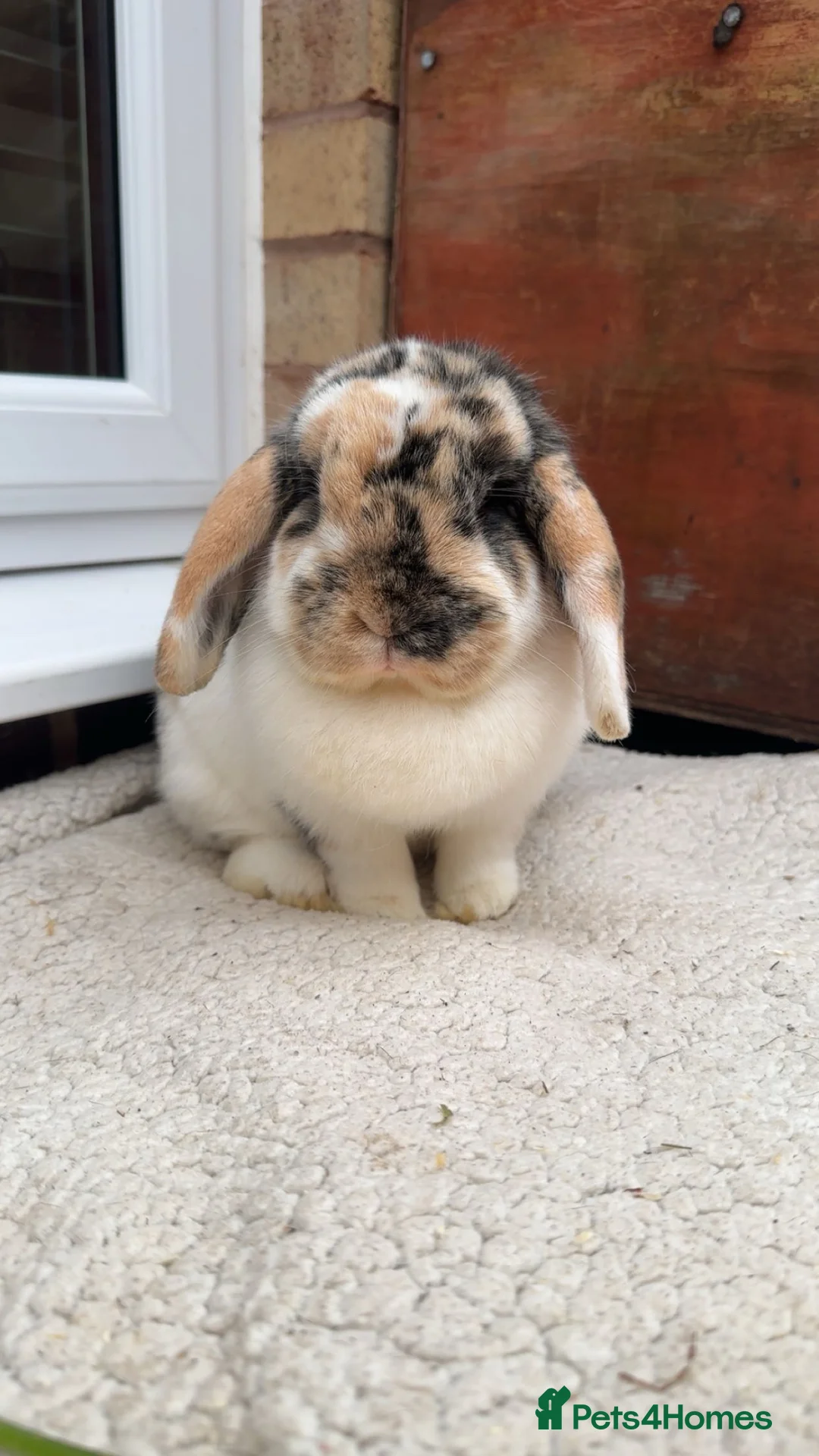 Mini Lop rabbits for sale: Mini lop doe  - Advert 2