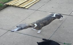 Mixed Breed dogs for sale:  Whippet × Patterdale Dog Pups - Image 12
