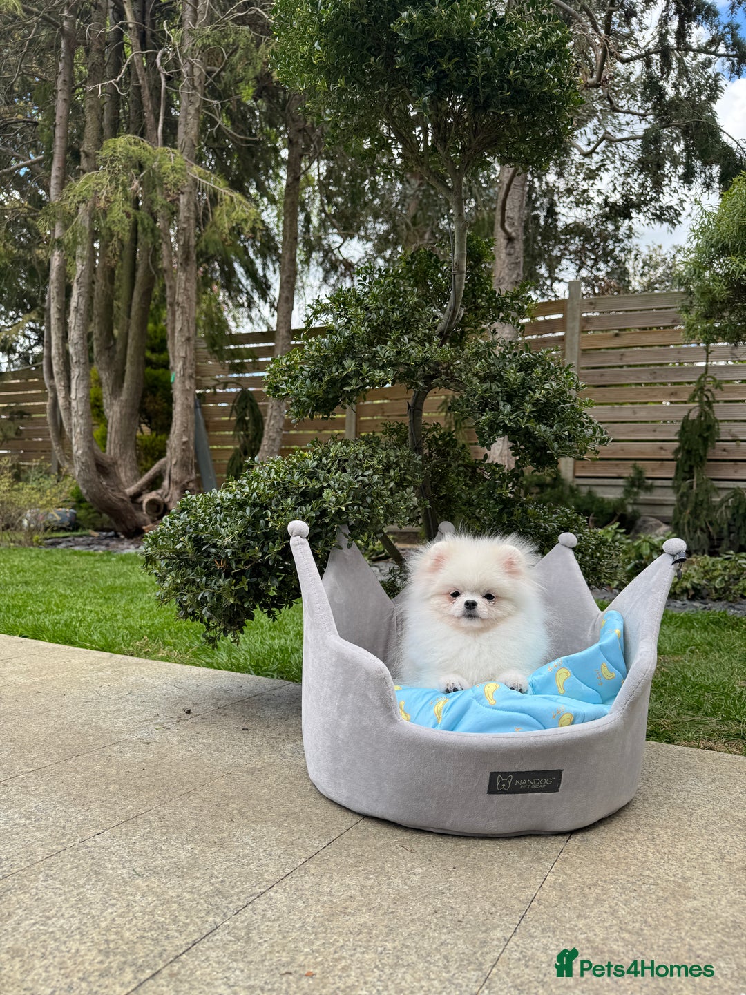 Pomeranian dogs for sale: Pomeranian Last Boy - Image 28