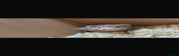 Hamster rodents for sale: Male Syrian hamster  - Advert 1