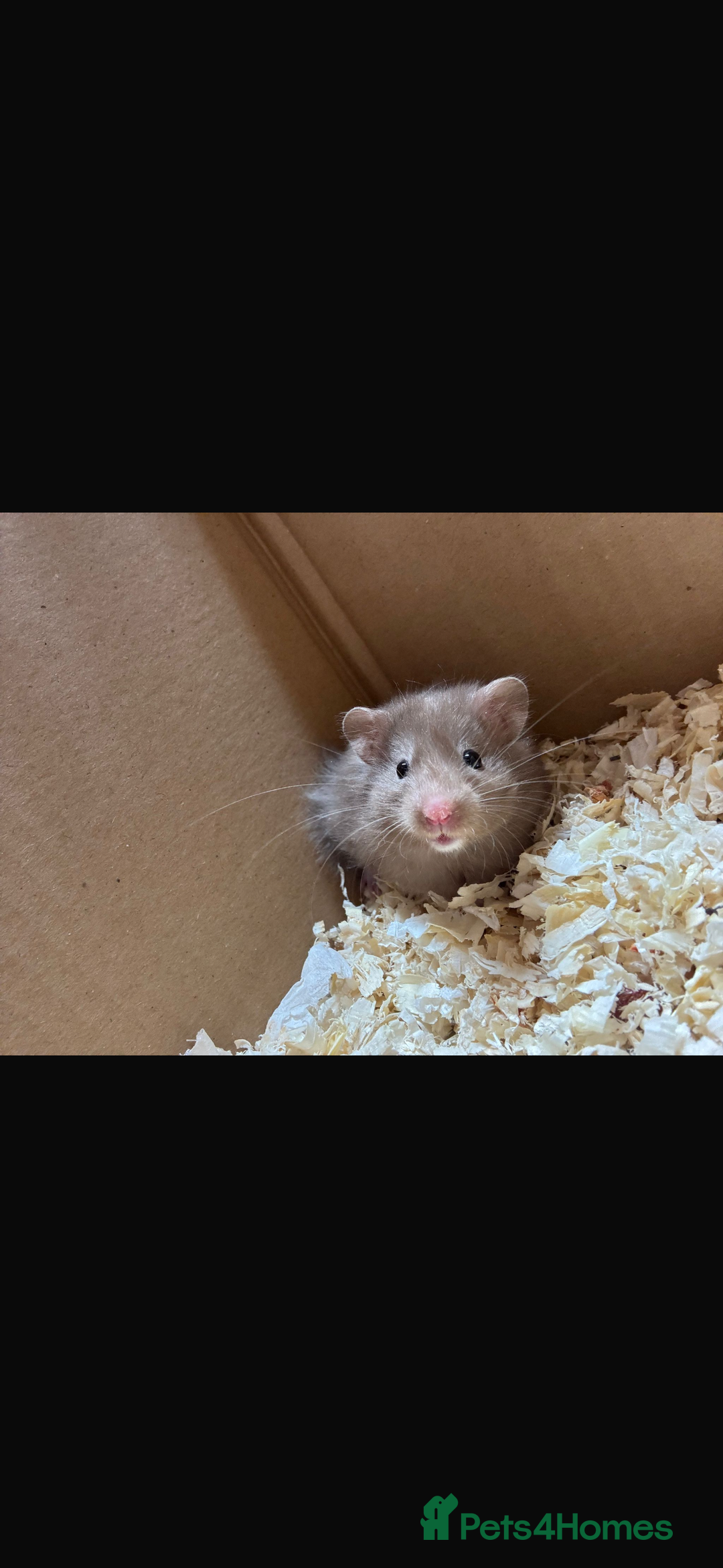 Hamster rodents for sale: Male Syrian hamster  - Advert 1