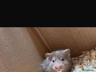 Hamster rodents Male Syrian hamster - Advert 1