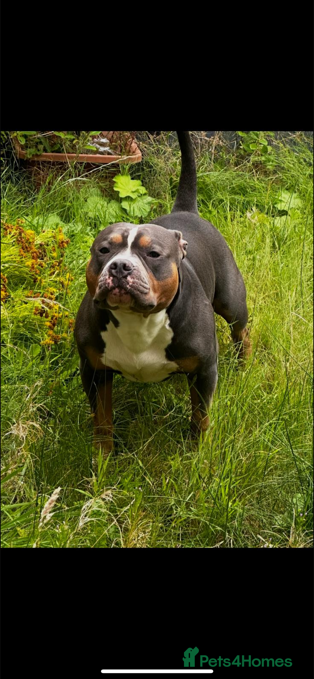 American Bully dogs for stud: Pocket bully for stud - Advert 6