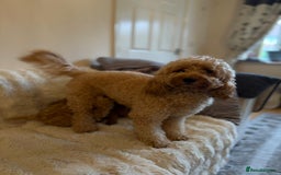 Cockapoo dogs for sale: Beautiful Cockapoo Puppies – Ready Soon! 🐶💛 - Image 2