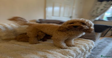 Cockapoo dogs - Advert 2