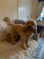 Cockapoo dogs - Advert 2