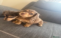 Dachshund dogs for sale: Dachshund  - Image 2