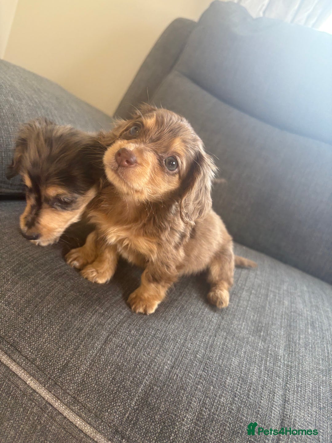 Dachshund dogs for sale: Dachshund  - Image 2