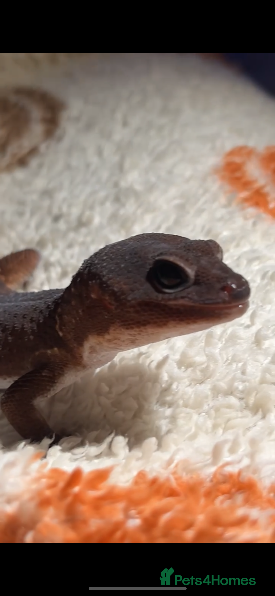 Leopard Gecko reptiles Leopard gecko - Advert 2