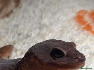 Leopard Gecko reptiles Leopard gecko - Advert 5