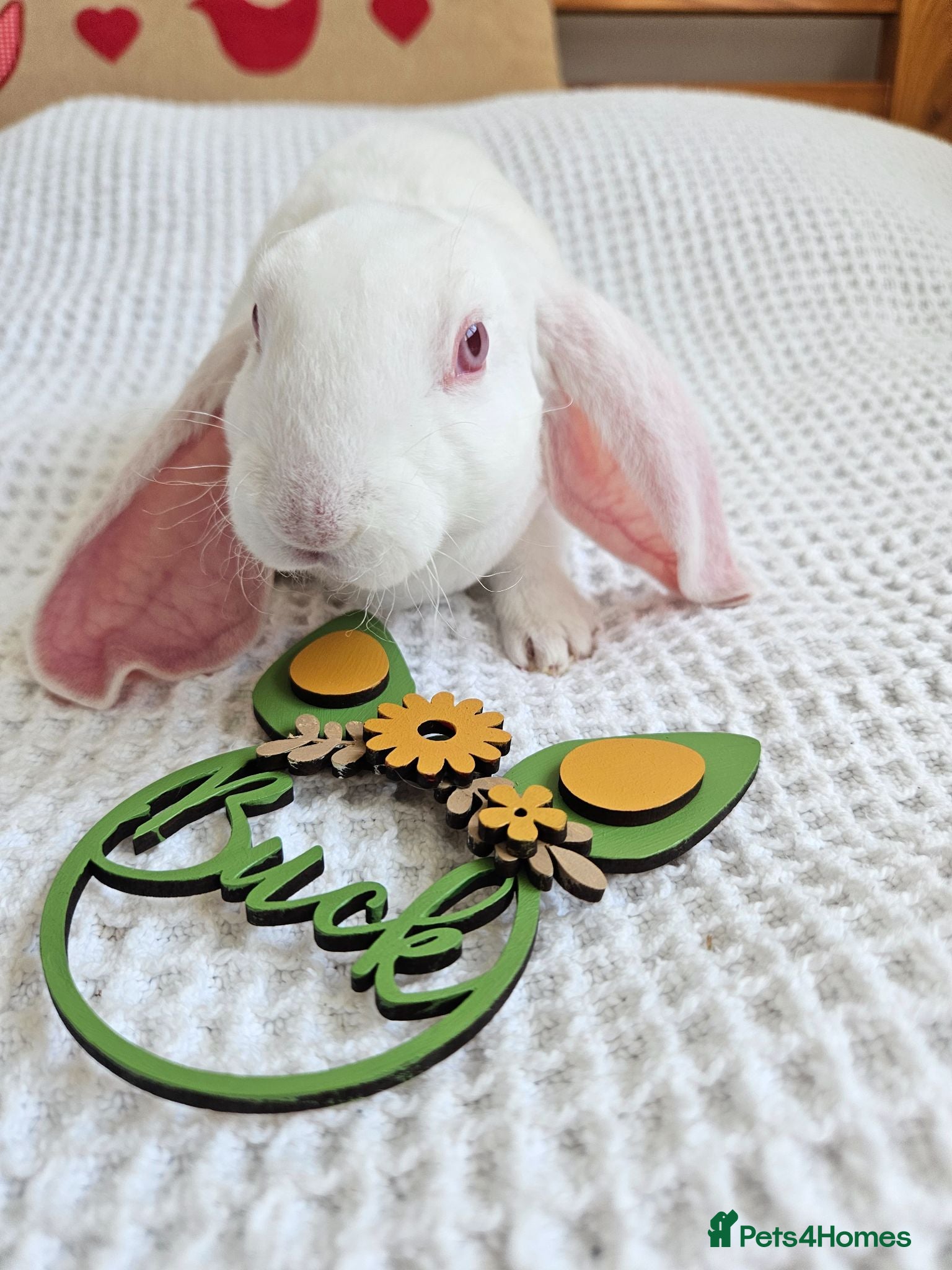 Rex rabbits Luxury Velveteen Lops  - Advert 5