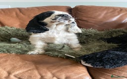 Cocker Spaniel dogs for sale: Pedigree Show Cockers in Selby - Image 5
