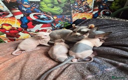 Sphynx cats for sale: Sphynx kittens  - Image 12