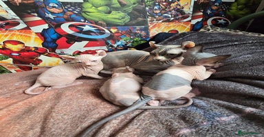 Sphynx cats - Advert 14