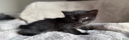 Mixed Breed cats for sale: Little ones - Advert 5