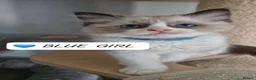 Ragdoll cats for sale: Last 3 Luxury Kittens left -European line Ragdoll - Advert 17