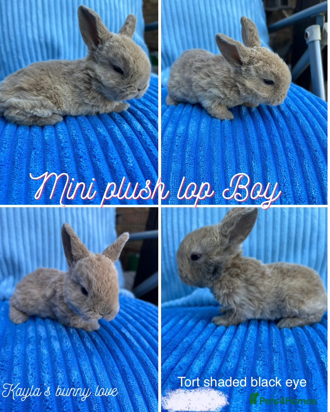 Mini Lop rabbits for sale: Pure breed mini plush lops  - Advert 2