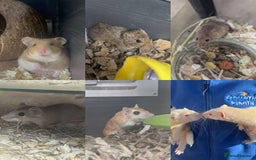 Mini Lop rabbits for sale: Small Animals for Sale  - Image 3