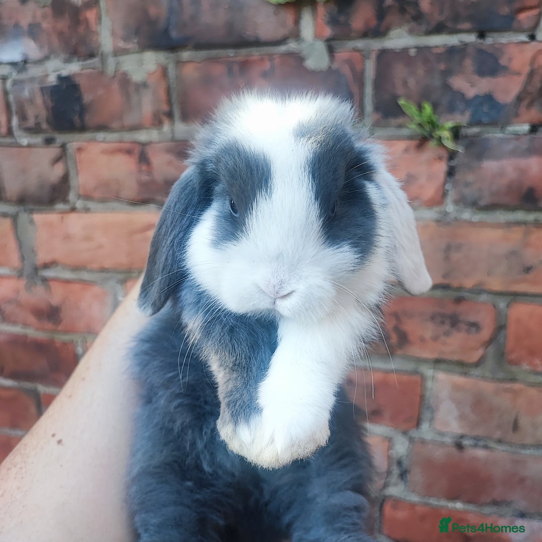Mini Lop rabbits for sale: Baby mini lop bunnies - Image 3