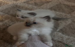 Ragdoll cats for sale: Mitted Blue Point Ragdoll  - Image 6