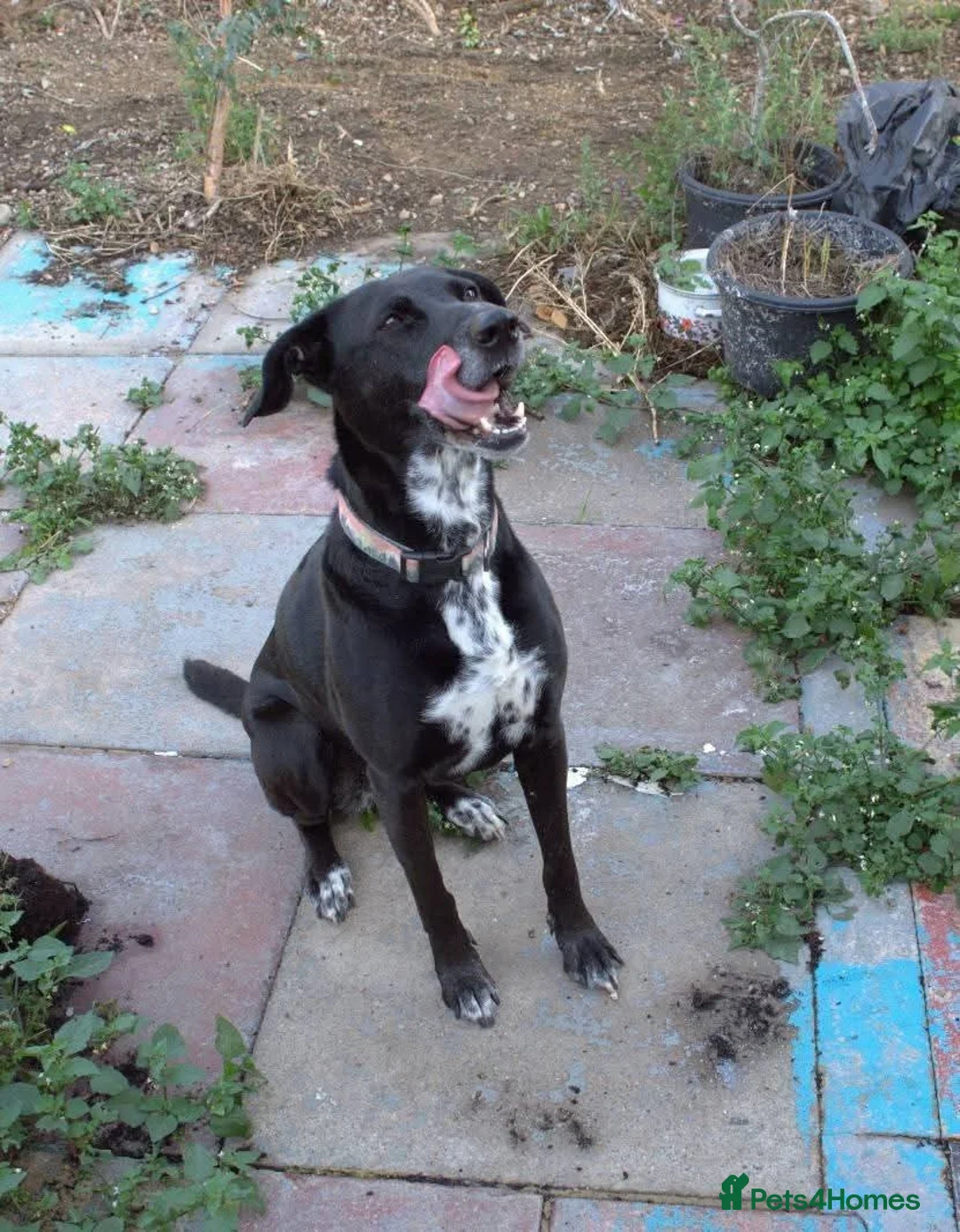 Mixed Breed dogs for sale: Bess - loving, faithful, friendly family dog !  in Newark - Advert 6