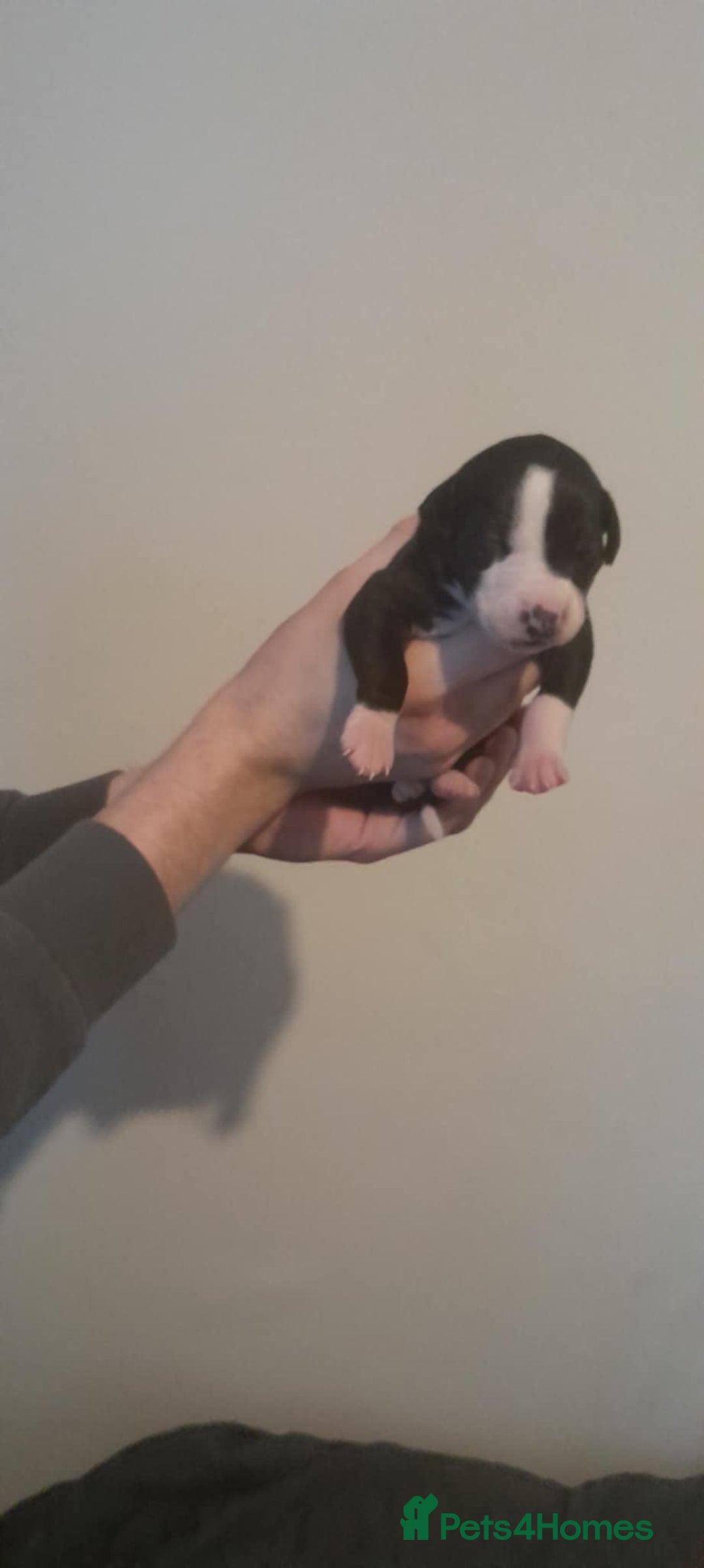 Whippet dogs for sale: Kc whippet pups - Image 2