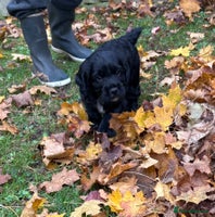 Cocker Spaniel dogs Burly beautiful cocker boy spaniel - Advert 6