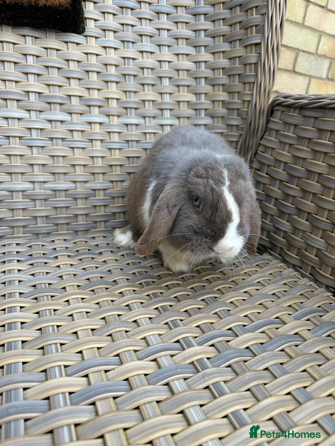 Mini Lop rabbits for sale: 11 month old mini lop buck. - Advert 2