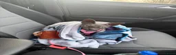 Sphynx cats for sale: Sapphire female sphinx in South Shields - Advert 3