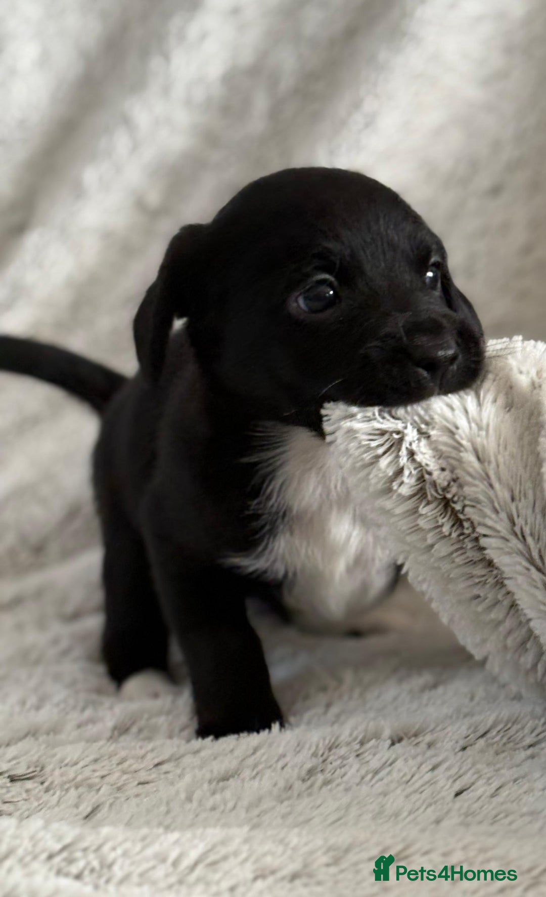 Mixed Breed dogs for sale: Jack Russel x Cockapoo Puppies - Image 16