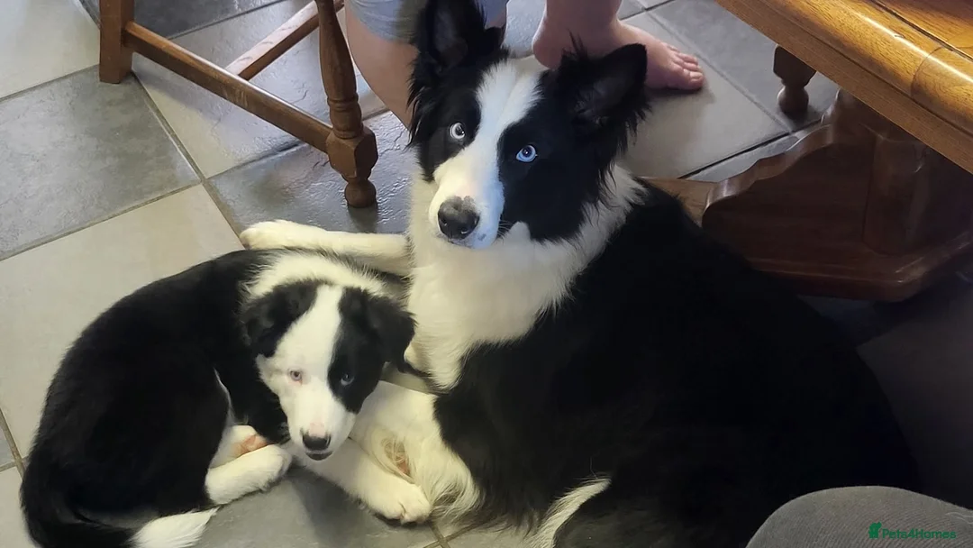 Border Collie dogs for sale: Callie needs a new home  - Advert 24