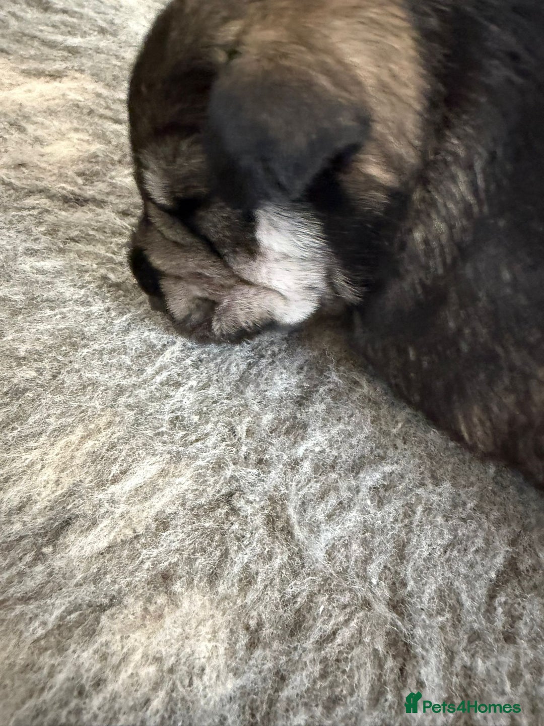 Miniature Schnauzer dogs for sale: 5*KC MINIATURE SCHNAUZER PUPPIES  - Image 11
