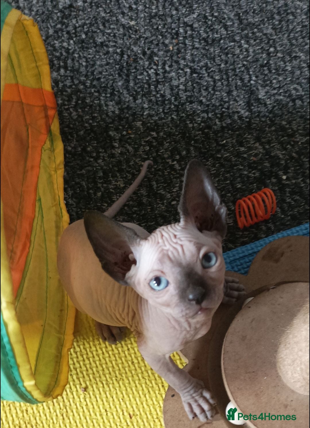 Sphynx cats £490 GORGEOUS SPHYNX KITTENS 3 BOYS - Advert 1