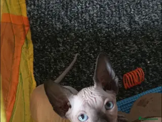 Sphynx cats £490 GORGEOUS SPHYNX KITTENS 3 BOYS - Advert 1
