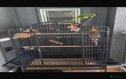 Parrots birds for sale: Indian ring neck parrot  - Image 6