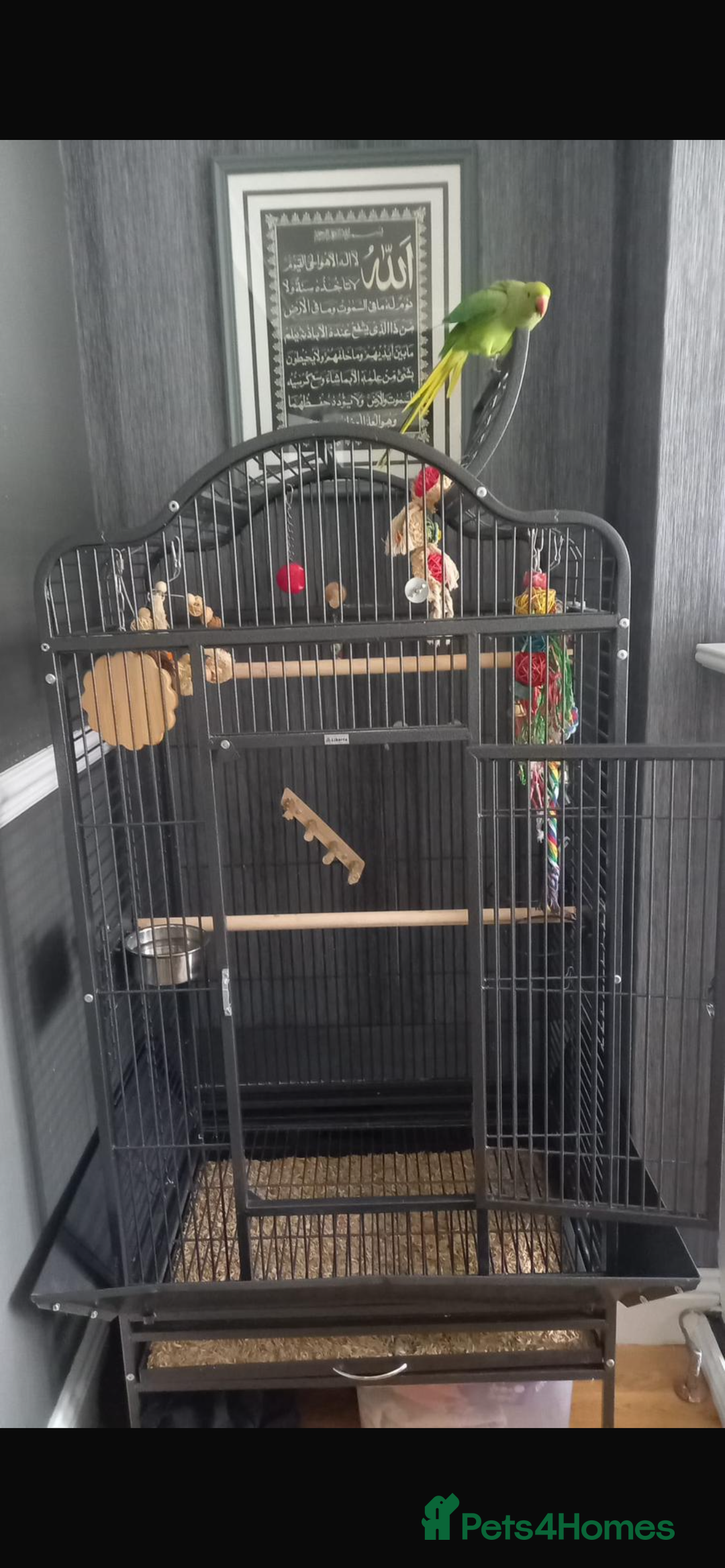 Parrots birds for sale: Indian ring neck parrot  - Image 6