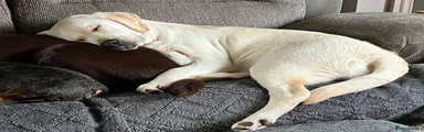 Labrador Retriever 1