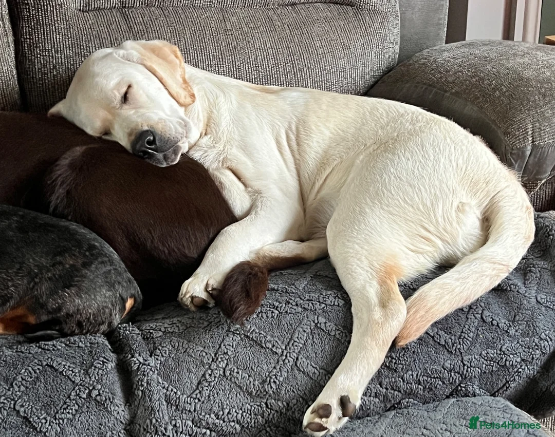 Labrador Retriever dogs for sale: Labrador Retriever Female 2years old - Advert 5