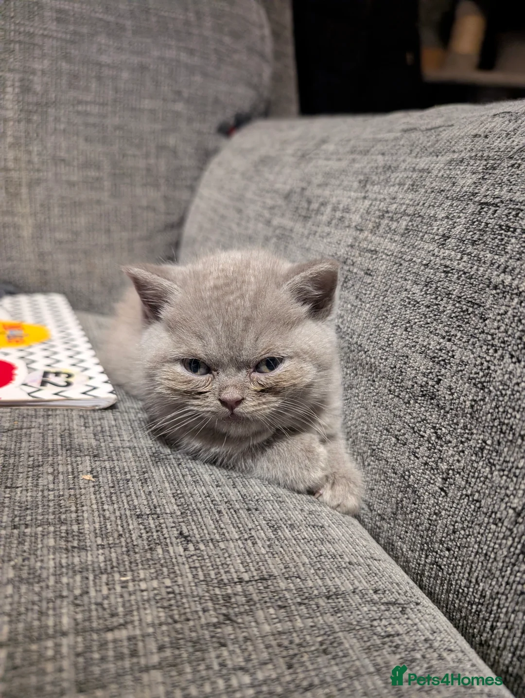 British Longhair cats for sale: 2 lilac fawn British bsh/blh kittens  - Advert 6