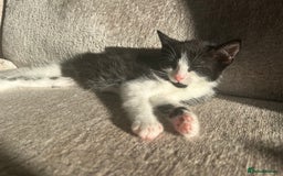 Mixed Breed cats for sale: 6 beautiful kittens ready now (4 left) - Image 11