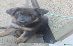 German Shepherd dogs for sale: German shepherd girl BLUE/TAN  in Rugby - Image 7