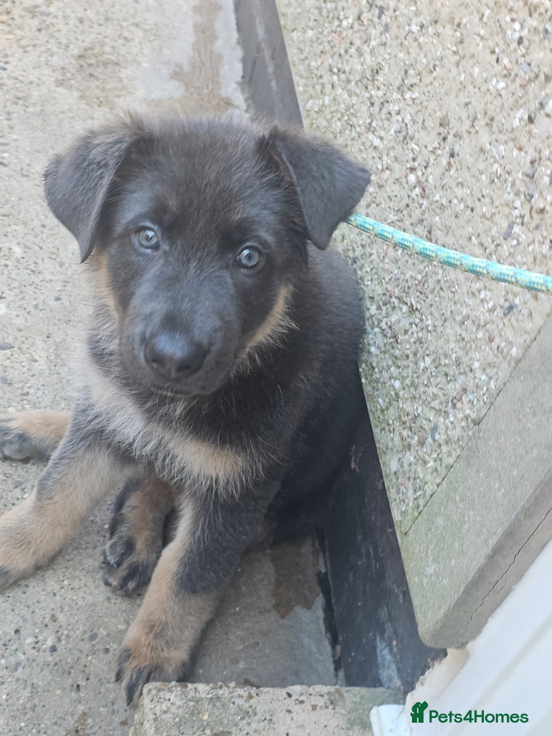 German Shepherd dogs for sale: German shepherd girl BLUE/TAN  in Rugby - Image 7