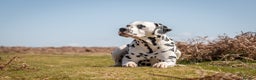 Dalmatian dogs for stud: Health tested, tv and advert star Dalmatian   in Aberdare - Advert 2