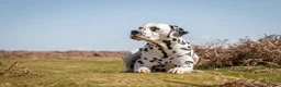 Dalmatian dogs for stud: Health tested, tv and advert star Dalmatian   in Aberdare - Advert 3