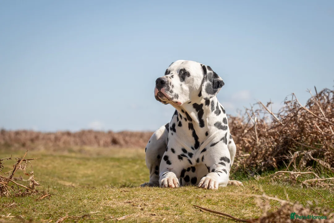 Dalmatian dogs for stud: Health tested, tv and advert star Dalmatian   in Aberdare - Advert 3
